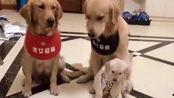 娛樂吃瓜醬送小狗,暖心情懷傳遞愛心瞬間